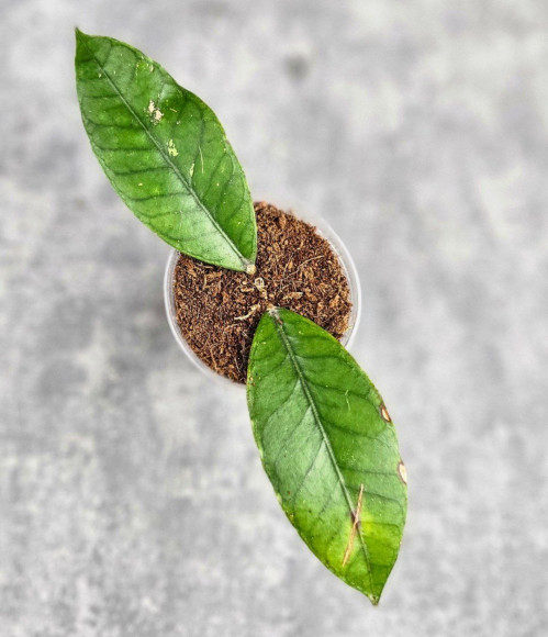 Hoya Sp. Aceh Badak Uken 