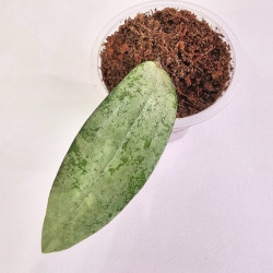 Hoya Sp Bengkulu Silver  