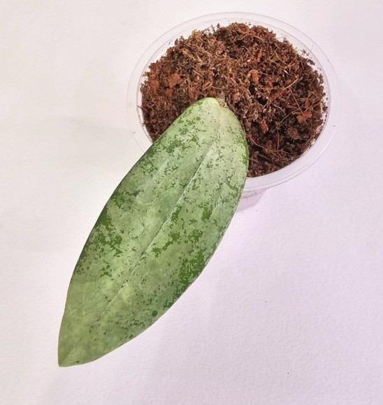 Hoya Sp Bengkulu Silver  