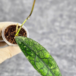 Hoya Clemensiorum Aceh #003     