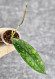 Hoya Clemensiorum Aceh #003     