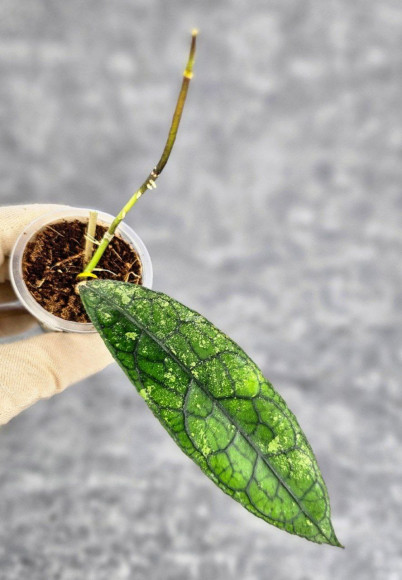 Hoya Clemensiorum Aceh #003     