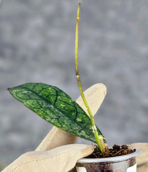 Hoya Clemensiorum Aceh #003     