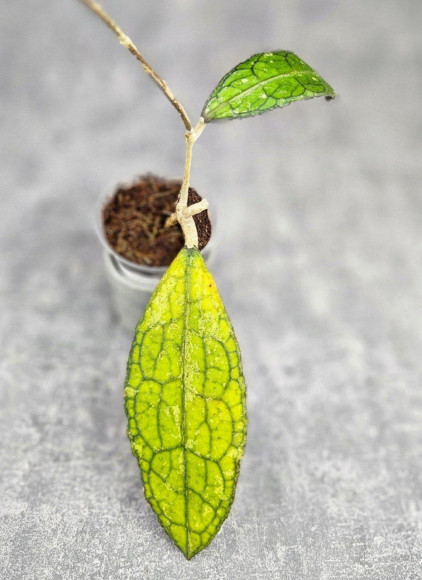 Hoya Clemensiorum Aceh ar #135 Hoya Clemensiorum Aceh ar #135