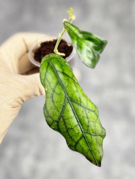 Hoya Clemensiorum Sarawak #002 Hoya Clemensiorum Sarawak #002