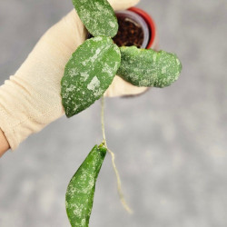 Hoya Caudata Aceh  High Splash  