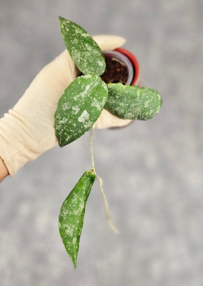 Hoya Caudata Aceh High Splash Hoya Caudata Aceh High Splash