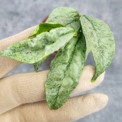 Hoya Amicabilis Silver  