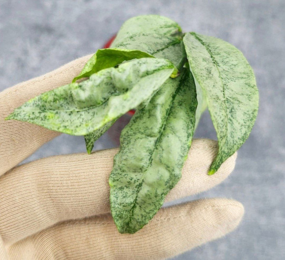 Hoya Amicabilis Silver  