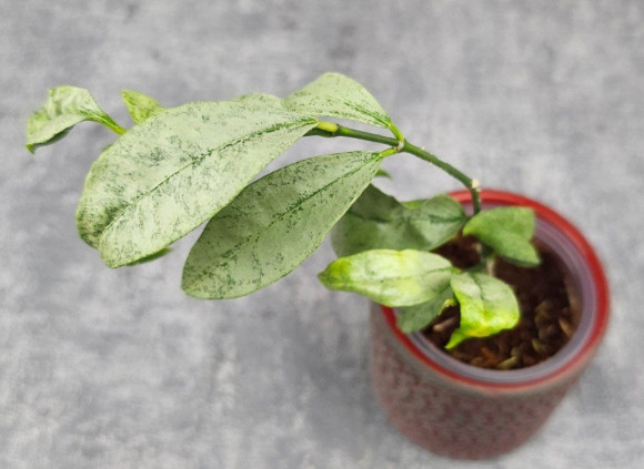 Hoya Amicabilis Silver  
