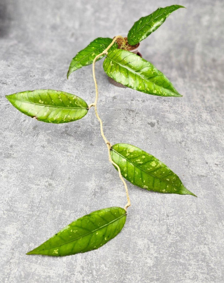 Hoya Sp Aceh Opop Hoya Sp Aceh Opop