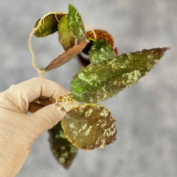 Hoya Caudata Aceh Red Big Leaf  