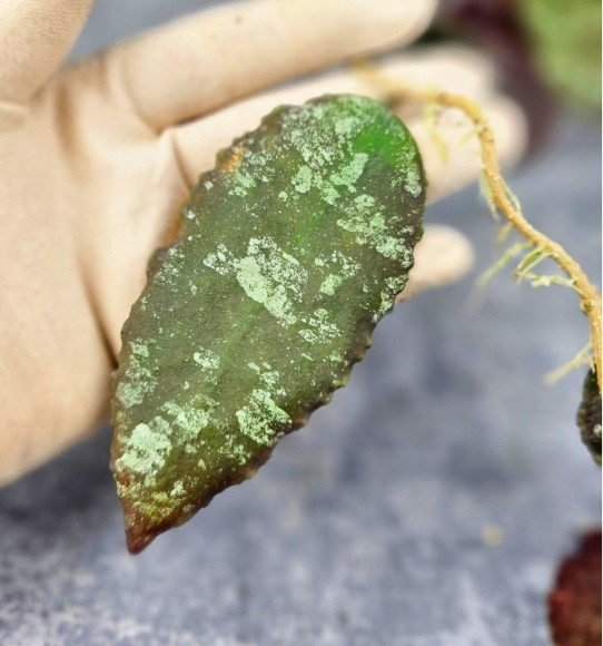 Hoya Caudata Aceh Red Big Leaf Hoya Caudata Aceh Red Big Leaf