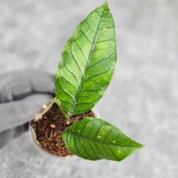 Hoya Sp. Aceh Badak Uken 