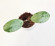 Hoya Elliptica Silver   