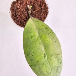Hoya Elliptica Silver   