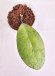 Hoya Elliptica Silver   