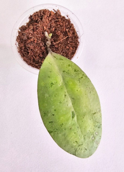 Hoya Elliptica Silver   