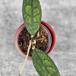 Hoya Clemensiorum Aceh #003      