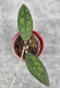 Hoya Clemensiorum Aceh #003      