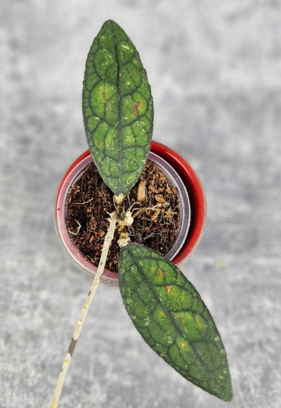 Hoya Clemensiorum Aceh #003      
