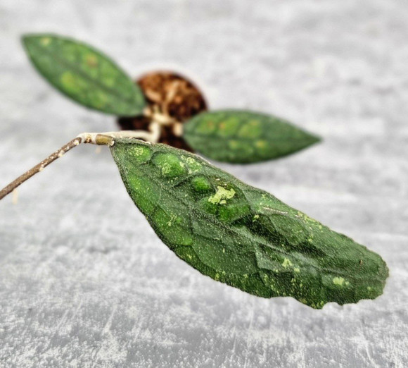 Hoya Clemensiorum Aceh #003      