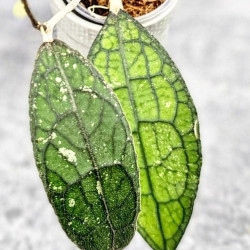 Hoya Clemensiorum Aceh #027            