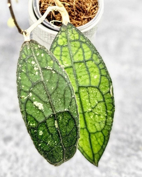 Hoya Clemensiorum Aceh #027            