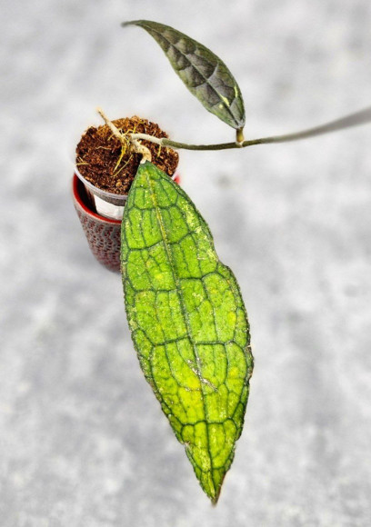 Hoya Clemensiorum Aceh ar #136