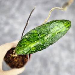 Hoya Clemensiorum Sumatra  #002
