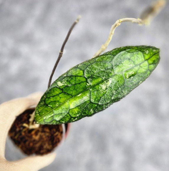 Hoya Clemensiorum Sumatra  #002