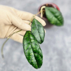 Hoya Clemensiorum Sarawak #002       