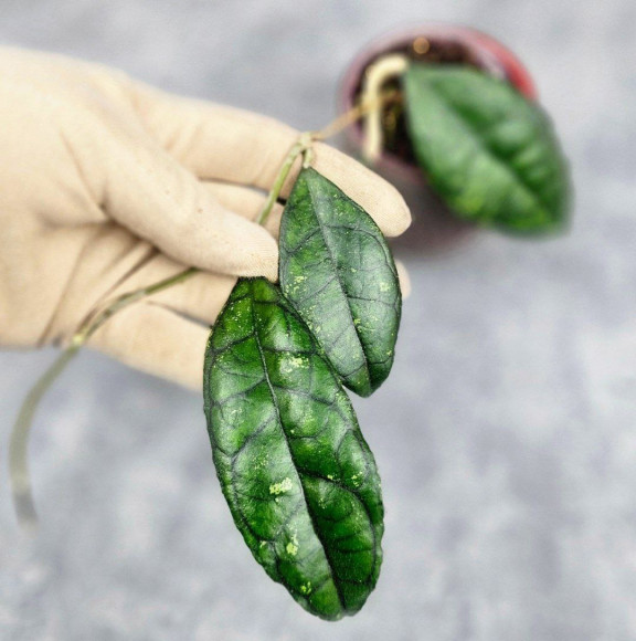 Hoya Clemensiorum Sarawak #002       