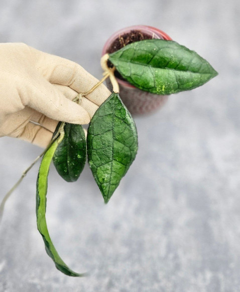 Hoya Clemensiorum Sarawak #002 Hoya Clemensiorum Sarawak #002