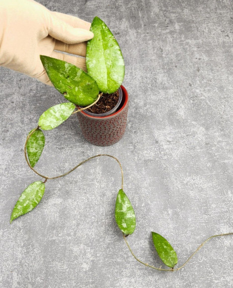 Hoya Caudata Aceh Hoya Caudata Aceh