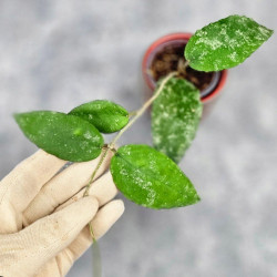 Hoya Caudata Aceh  High Splash  