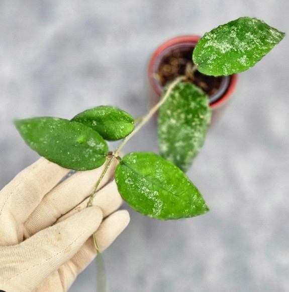 Hoya Caudata Aceh High Splash Hoya Caudata Aceh High Splash