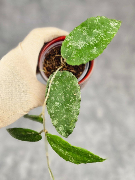 Hoya Caudata Aceh High Splash Hoya Caudata Aceh High Splash