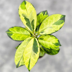 Hoya Australis Peacock