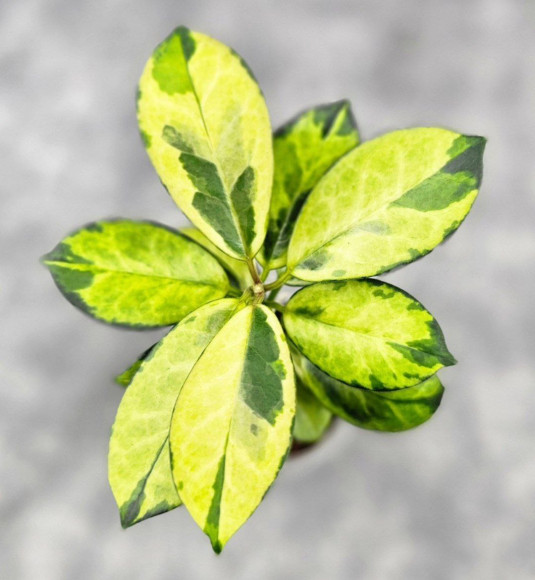 Hoya Australis Peacock Hoya Australis Peacock