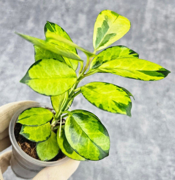 Hoya Australis Peacock Hoya Australis Peacock