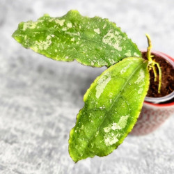 Hoya Undulata Red Leaf 
