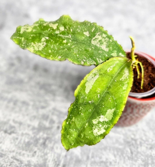 Hoya Undulata Red Leaf Hoya Undulata Red Leaf