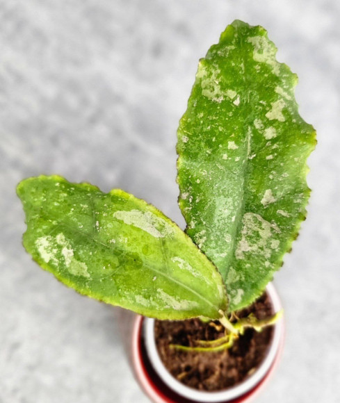 Hoya Undulata Red Leaf Hoya Undulata Red Leaf