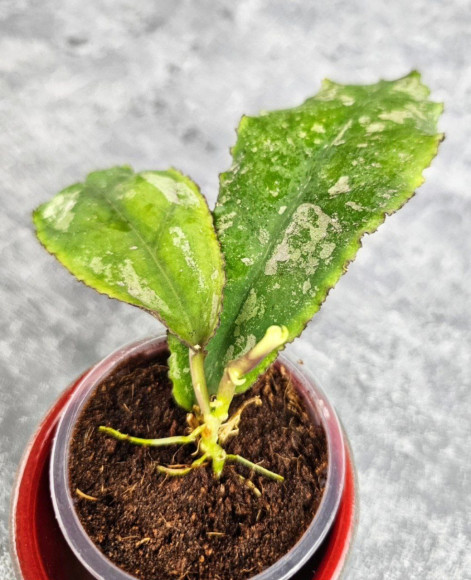 Hoya Undulata Red Leaf Hoya Undulata Red Leaf