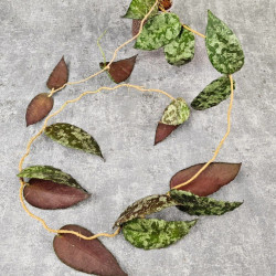 Hoya Caudata Aceh Red Big Leaf  