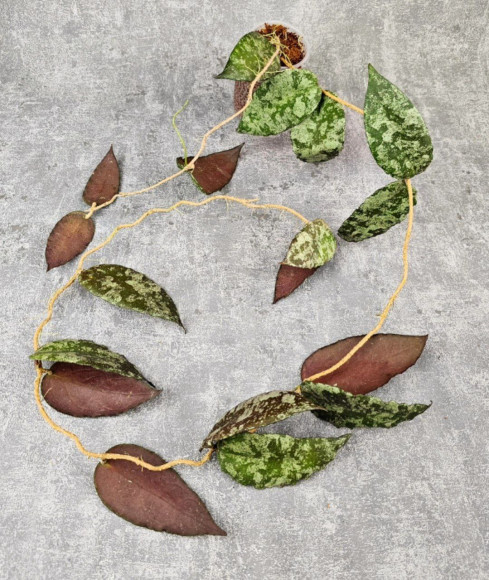 Hoya Caudata Aceh Red Big Leaf Hoya Caudata Aceh Red Big Leaf