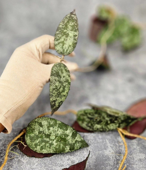 Hoya Caudata Aceh Red Big Leaf Hoya Caudata Aceh Red Big Leaf