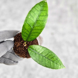 Hoya Sp. Aceh Badak Uken 