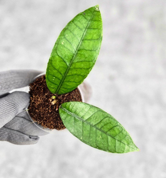 Hoya Sp. Aceh Badak Uken 